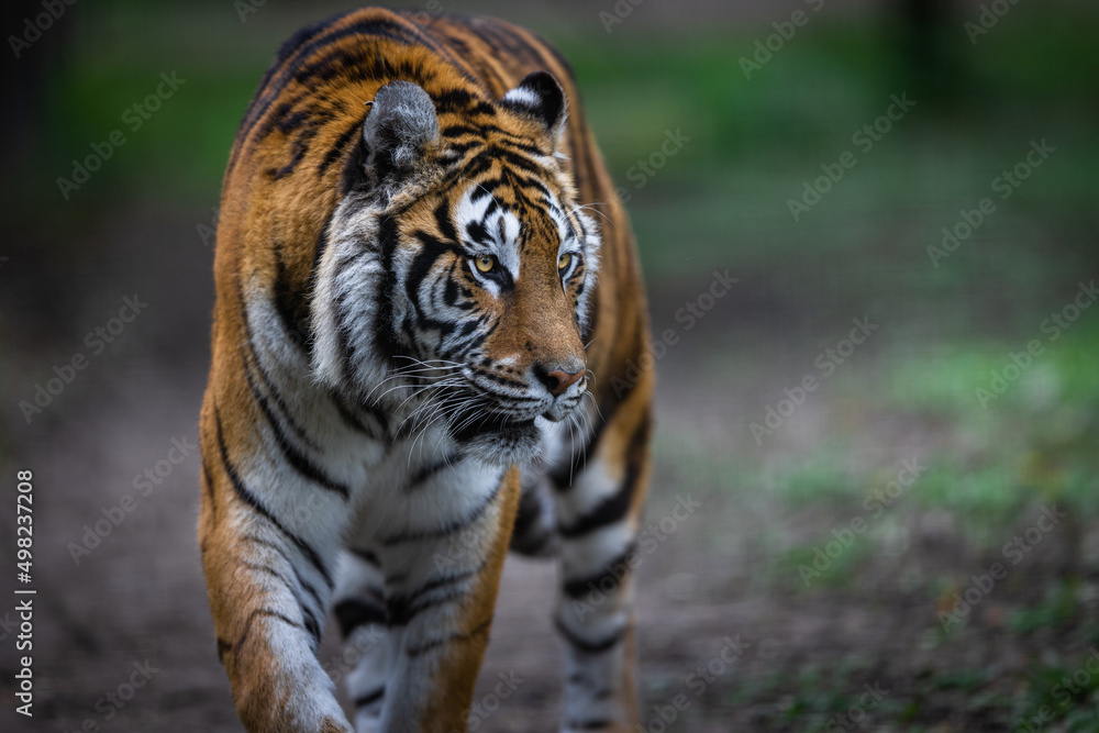 Portrait of a tiger in the forest