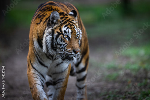 Obraz na płótnie Portrait of a tiger in the forest w salonie