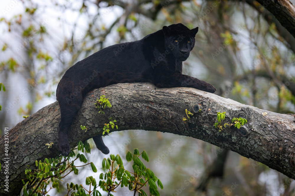 A black jaguar sleeping on the tree