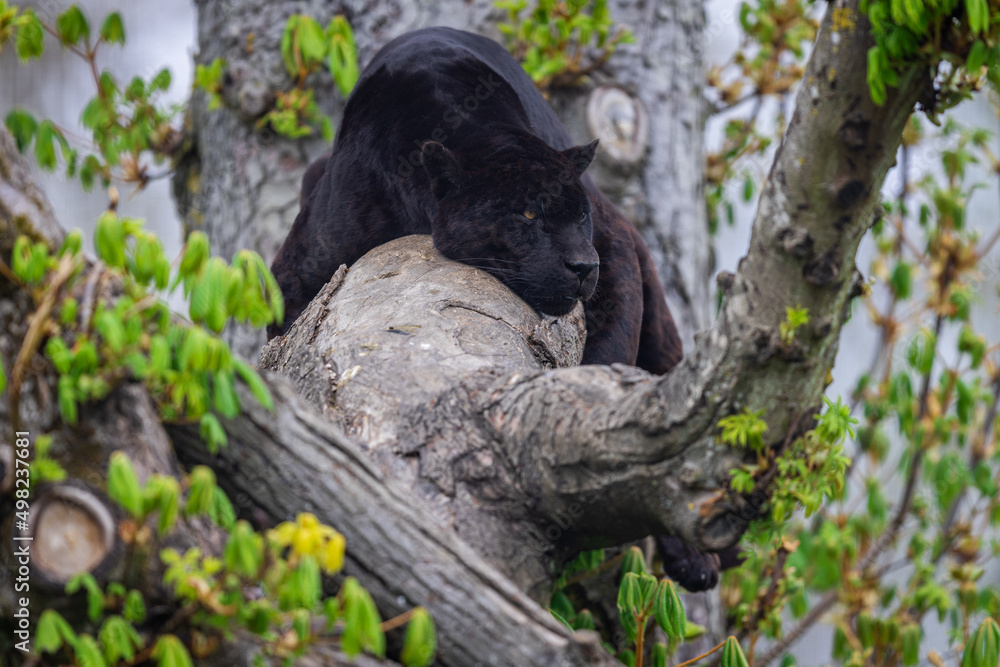 A black jaguar sleeping on the tree