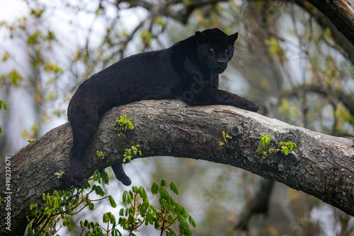 Obraz na płótnie A black jaguar sleeping on the tree w salonie