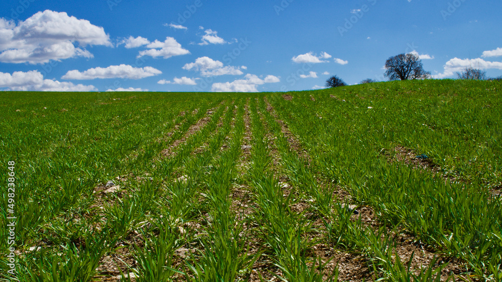 Cloudy blue sky and spring greenery. Crops emerging from the ground in the fields. Green fields in front of rural village landscape. Dirt country roads, plowed fields and dry trees. Focus is selective