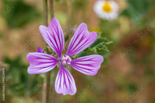 Single flower of malva multiflora