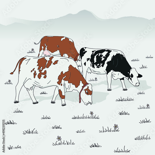 Cows Agriculture farming animal inek kurban bayramı sacrifice farm cow tarım inekler hayvancılık