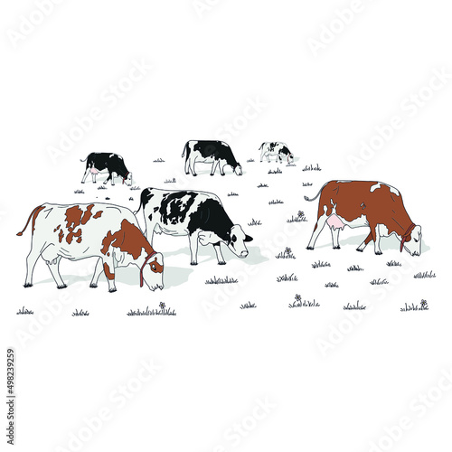 Cows Agriculture farming animal inek kurban bayramı sacrifice farm cow tarım inekler hayvancılık