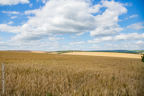 Golden wheat field and blue sky