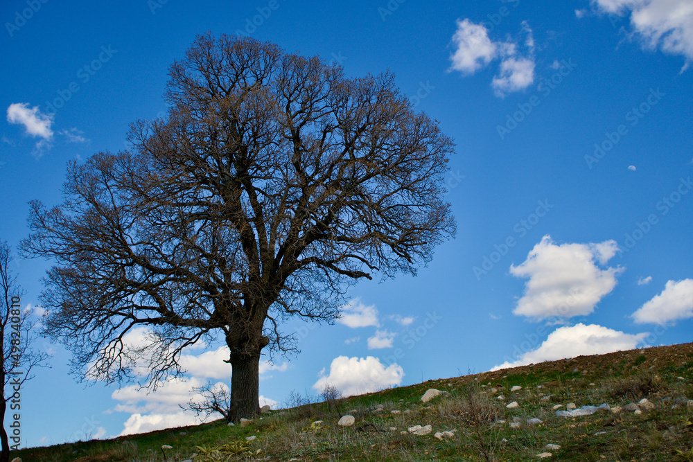 Cloudy blue sky and spring greenery. Crops emerging from the ground in the fields. Green fields in front of rural village landscape. Dirt country roads, plowed fields and dry trees. Focus is selective Cloudy blue sky and spring greenery. Crops emerging from the ground in the fields. Green fields in front of rural village landscape. Dirt country roads, plowed fields and dry trees. Focus is selective