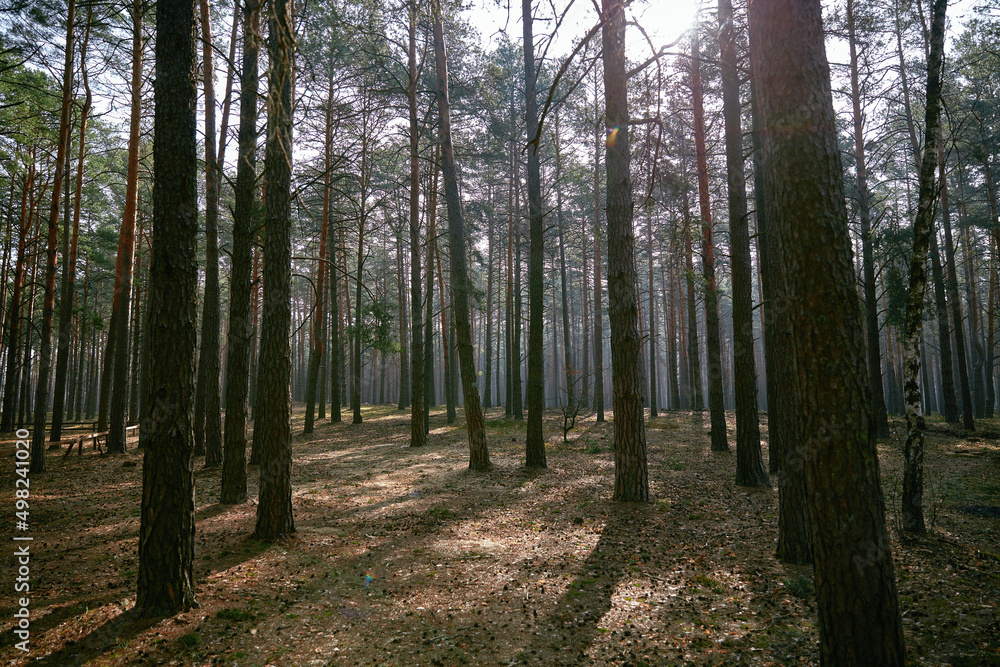 Naklejka premium footpath in the green morning woods forest Ukraine 