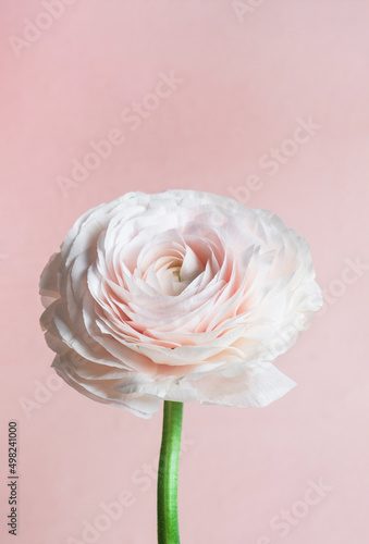 Wallpaper Mural Pink rose flower. Pastel floral background. Close up, vertical Torontodigital.ca