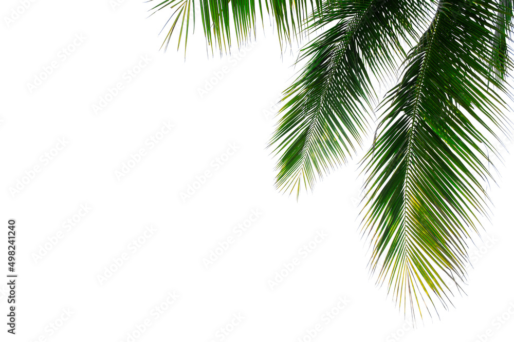 Obraz premium coconut palm leaf isolated on white background
