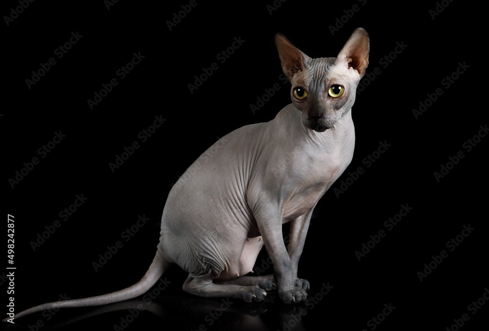 Hairless Canadian Sphinx cat over black