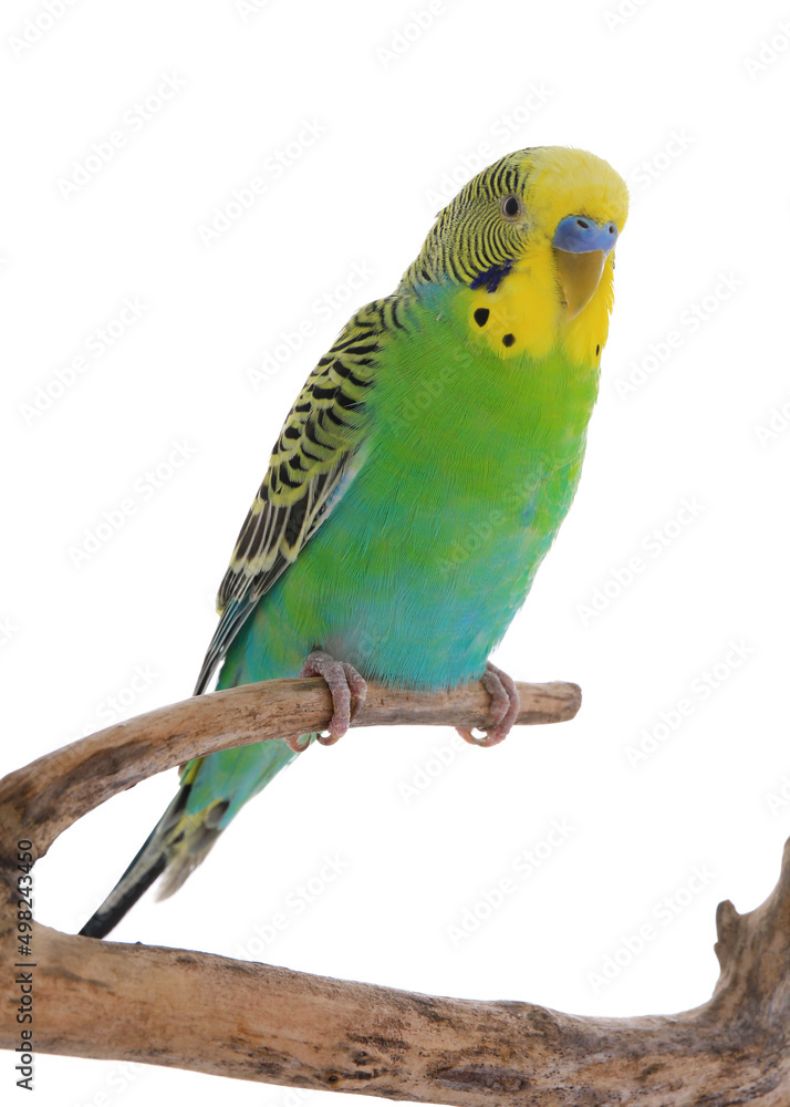 Fototapeta premium Beautiful parrot perched on branch against white background. Exotic pet