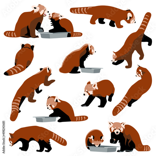 Red panda set collection of bearcats in different poses eat, walk, sit, front, side and back views, flat animal characters on white background