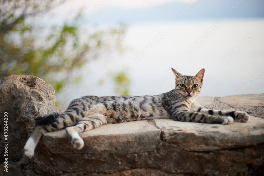 Cat lying on natural stone wall and looking at camera Cat lying on natural stone wall and looking at camera