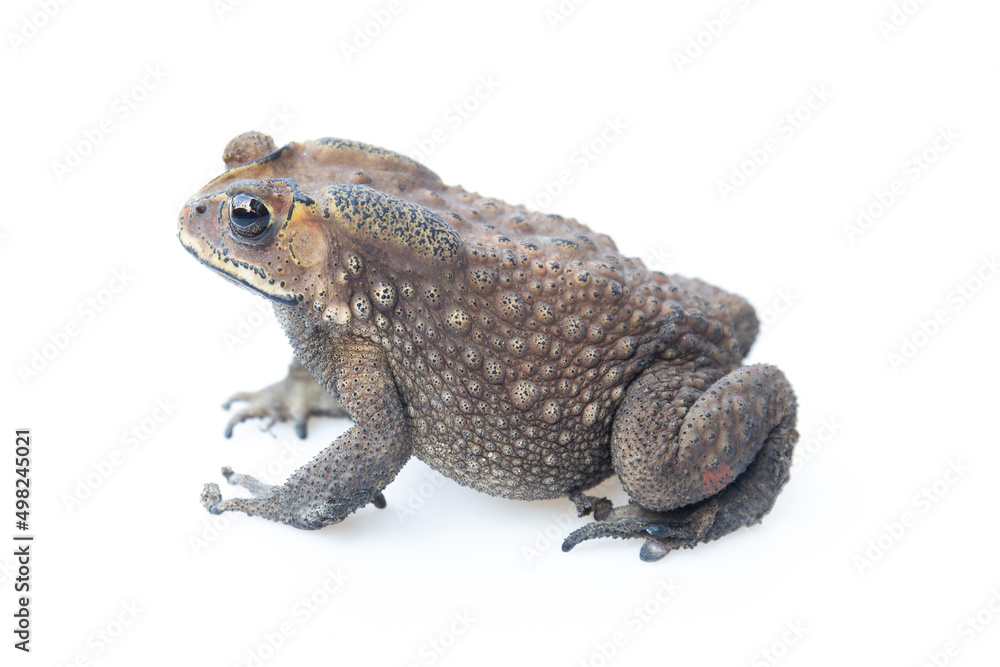 Obraz premium Toad isolated on white background.