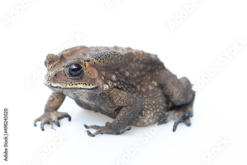 Toad isolated on white background.
