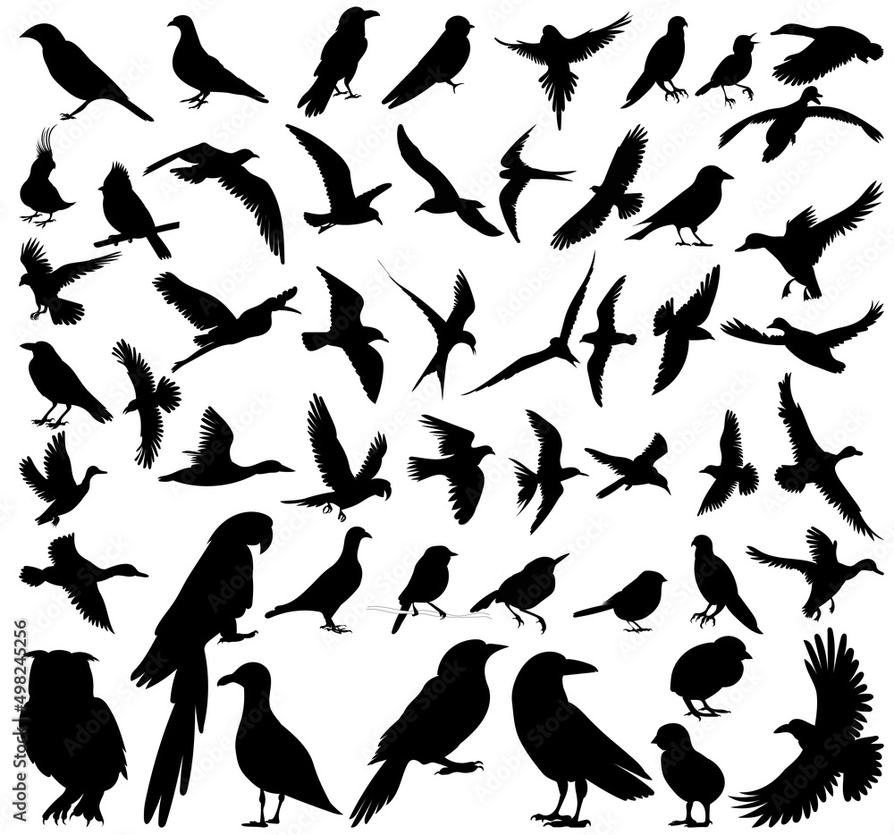 birds set silhouette, isolated on white background vector birds set silhouette, isolated on white background vector