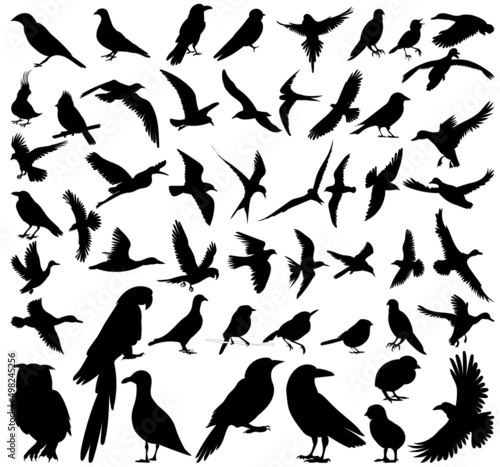 birds set silhouette  isolated on white background vector