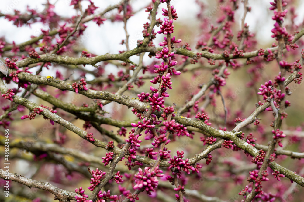 European Cercis, or Judas tree, or European crimson. Close-up of Cercis siliquastrum rosebuds. Spring, April, spring flower background, selective focus European Cercis, or Judas tree, or European crimson. Close-up of Cercis siliquastrum rosebuds. Spring, April, spring flower background, selective focus