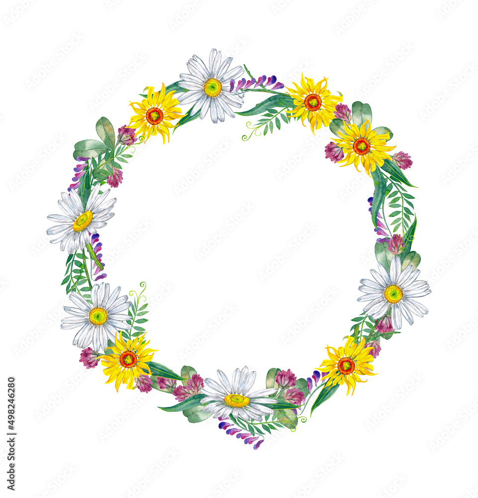 Floral round wreath of seasonal meadow plants and wildflowers. Yellow and white daisy, Vicia field pease, clover. Watercolor hand painted isolated element on white background. Floral round wreath of seasonal meadow plants and wildflowers. Yellow and white daisy, Vicia field pease, clover. Watercolor hand painted isolated element on white background.