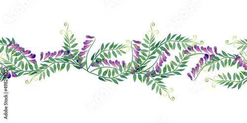 Floral seamless border of seasonal meadow plants.  Vicia field pease wildflowers. Watercolor hand painted isolated element on white background.