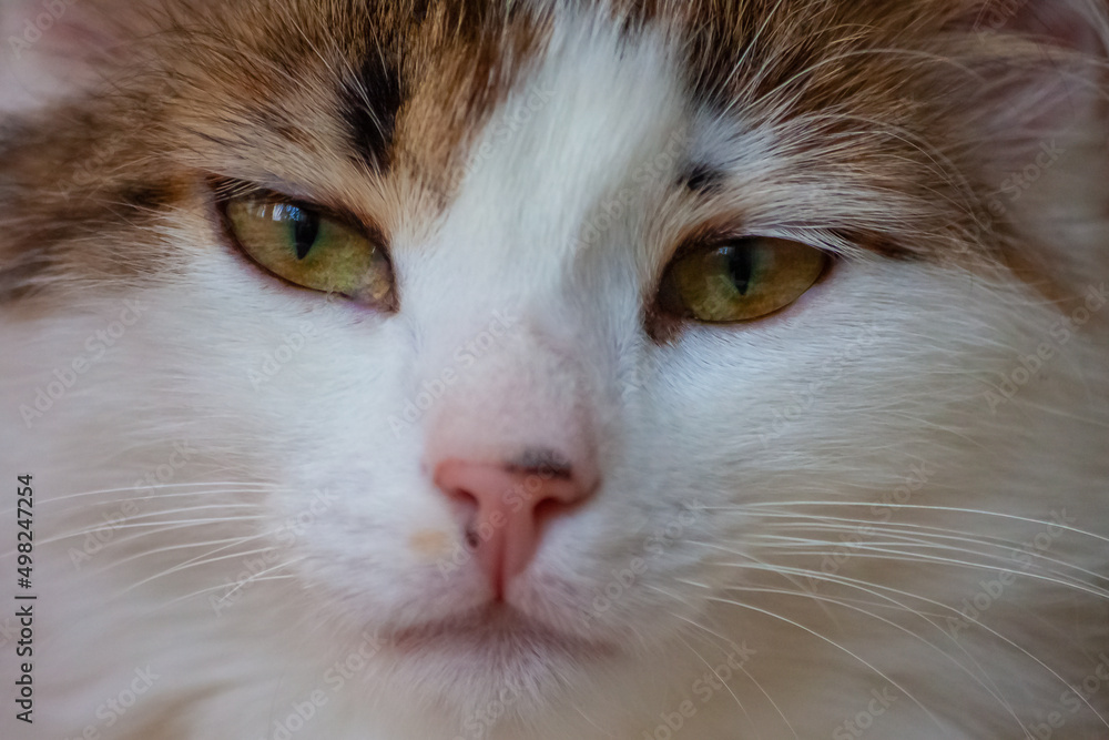 Close-up portrait of a spotted cat Close-up portrait of a spotted cat