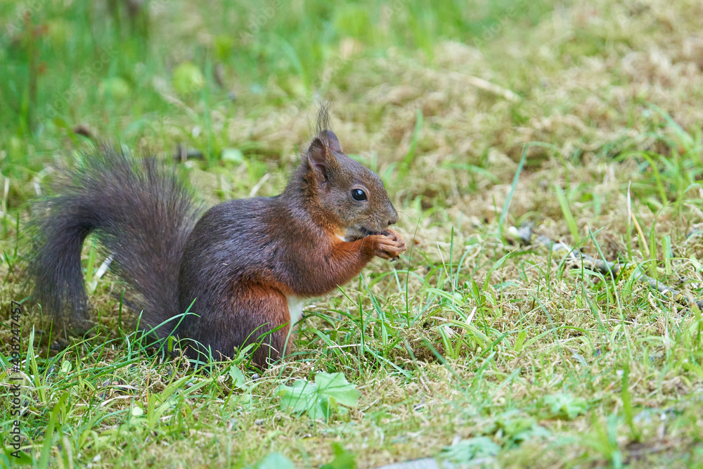 Das Eurasische Eichhörnchen (Sciurus vulgaris) Das Eurasische Eichhörnchen (Sciurus vulgaris)
