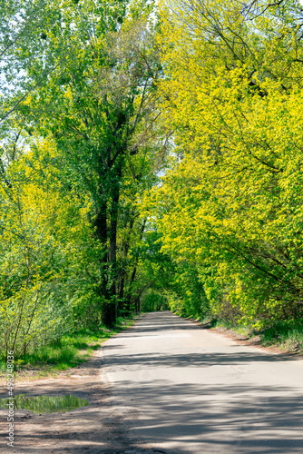 Asphalt road through green deciduous forest