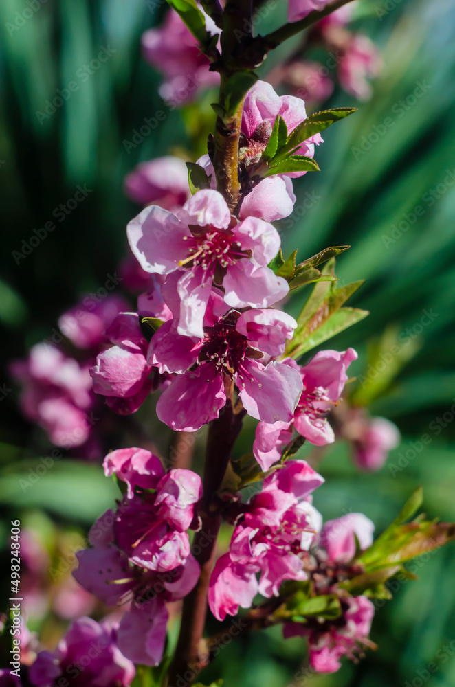 Beautiful flowers on a tree branch. Spring Background. Blossom tree. Spring flowering. Beautiful flowers on a tree branch. Spring Background. Blossom tree. Spring flowering.