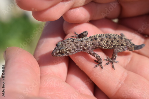 Young Mediterranean house gecko (Hemidactylus turcicus) held in hand photo