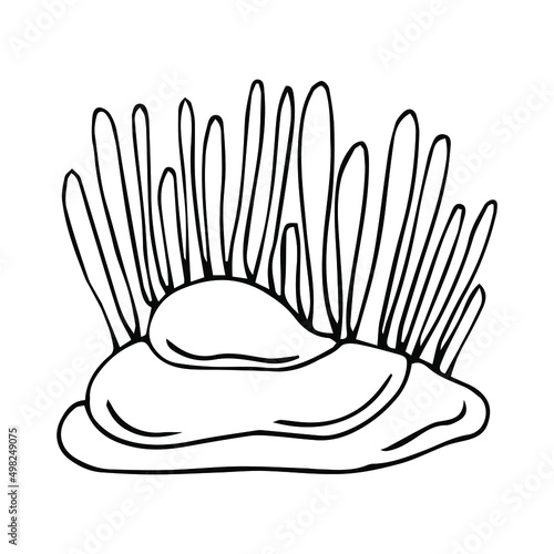 Vector isolated simple contour coral template. Colorless black line coral branch outline doodle sketch.