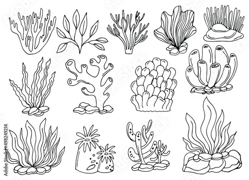 corals and seaweeds in hand drawn, doodle, sketch style vector set