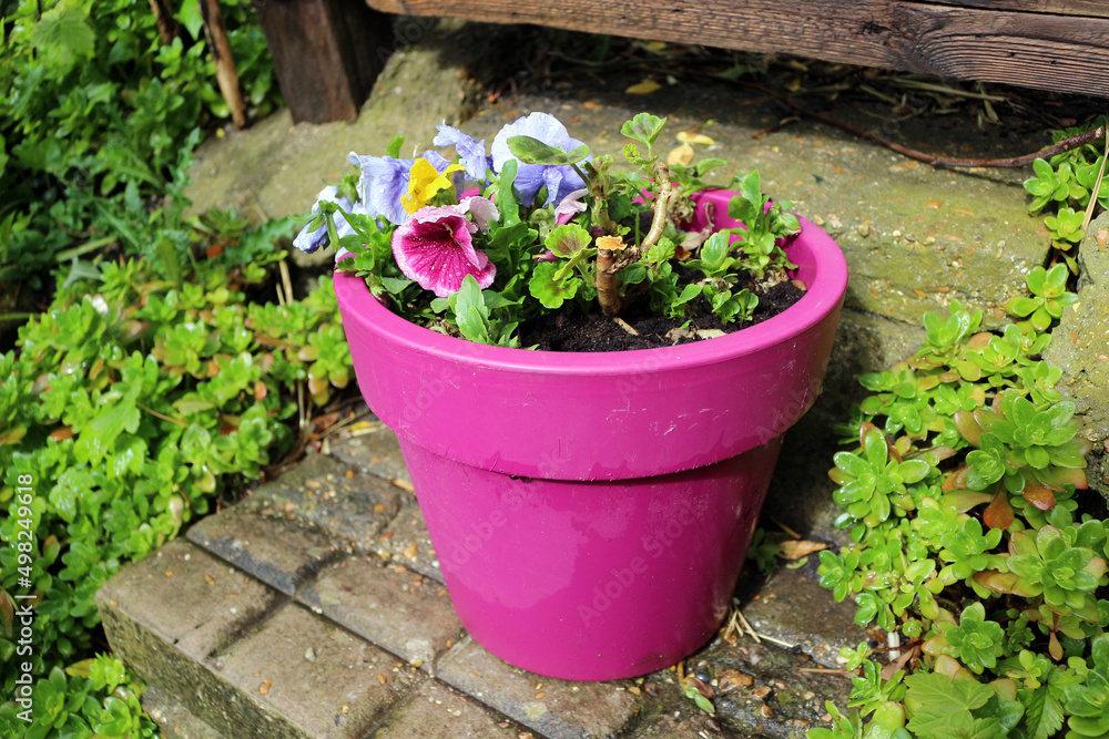 colourful flowers in a pot outside