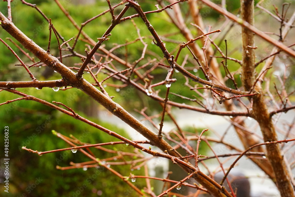 Rain Drop from Tree, Rainy Season Forest Image - 木 雨の雫 Rain Drop from Tree, Rainy Season Forest Image - 木 雨の雫