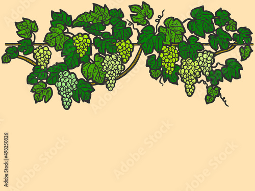 Engraving hand drawn vector illustration of grapes color. Vine sketch isolated.