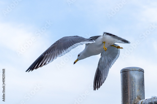 Flying Seagull 갈매기의 날개짓 photo