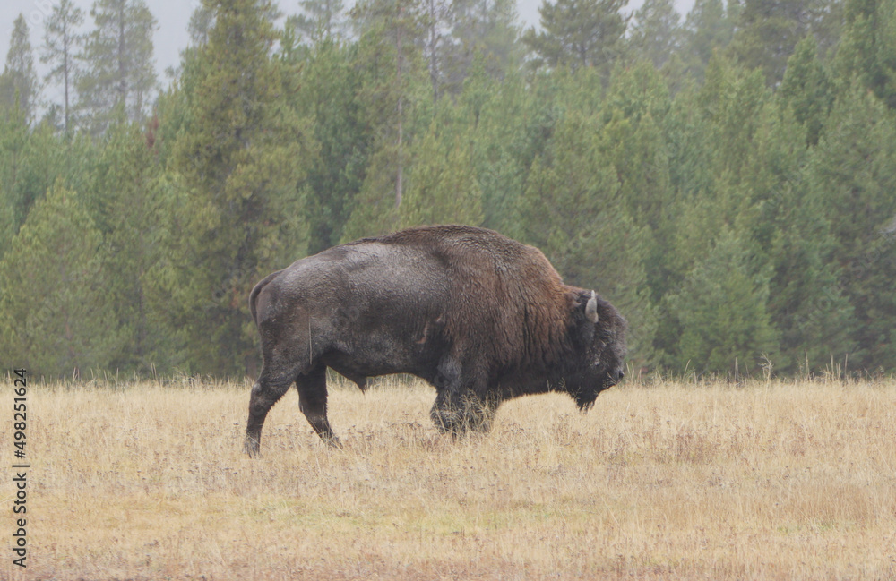 Yellowstone