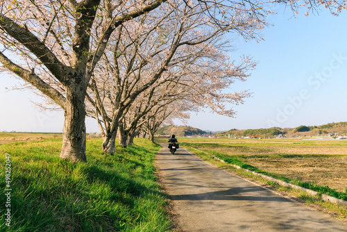 桜の並木道をオートバイで走る