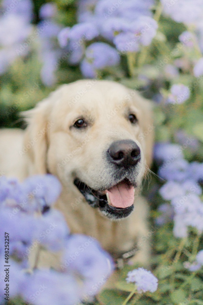 golden retriever walks in summer in a park with flowers golden retriever walks in summer in a park with flowers