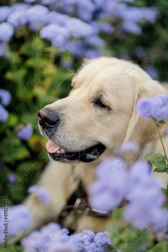 golden retriever walks in summer in a park with flowers