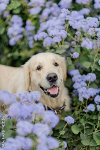 golden retriever walks in summer in a park with flowers