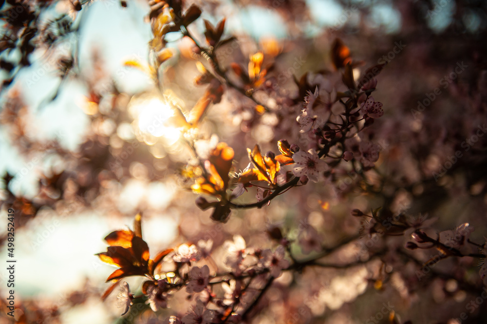 Sunrise view with amazing blossom flowers. Floral photography close up view. Signs of spring landscape. Sunrise view with amazing blossom flowers. Floral photography close up view. Signs of spring landscape.