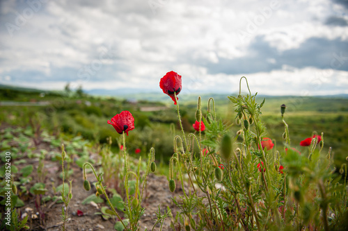 Landscape with poppies on a green field. Close up view with red poppy flowers plants.