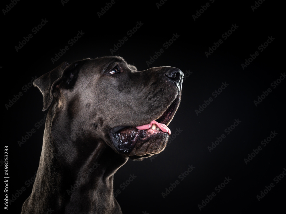 Portrait of a Great Dane dog, on an isolated black background.