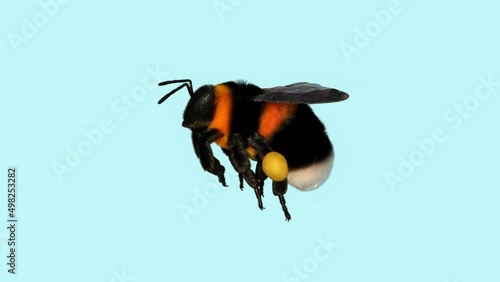 Flying bumblebee ,animation,magnifier ,transparent background