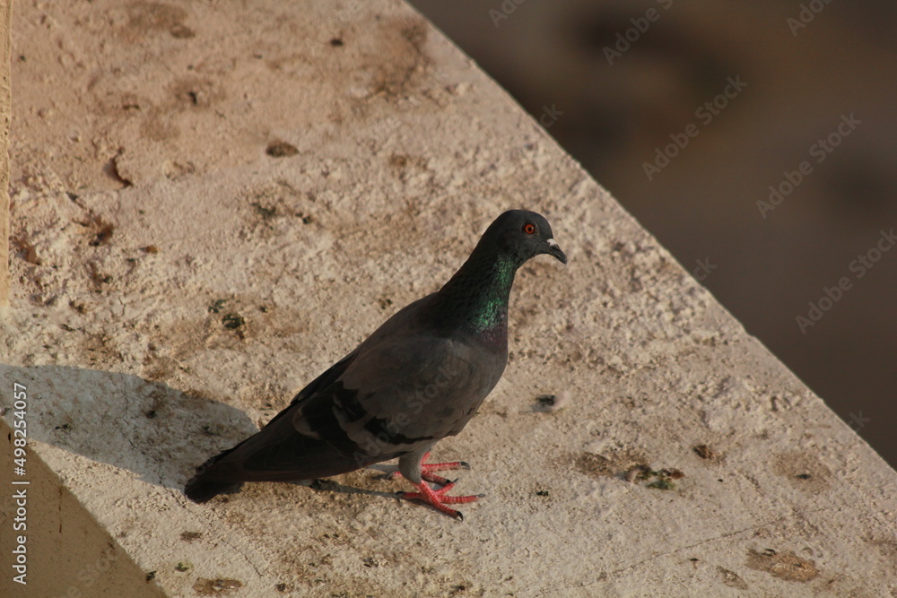 Obraz premium pigeon in the city