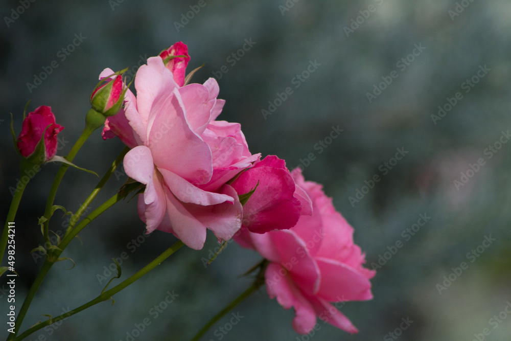 Roses Roses