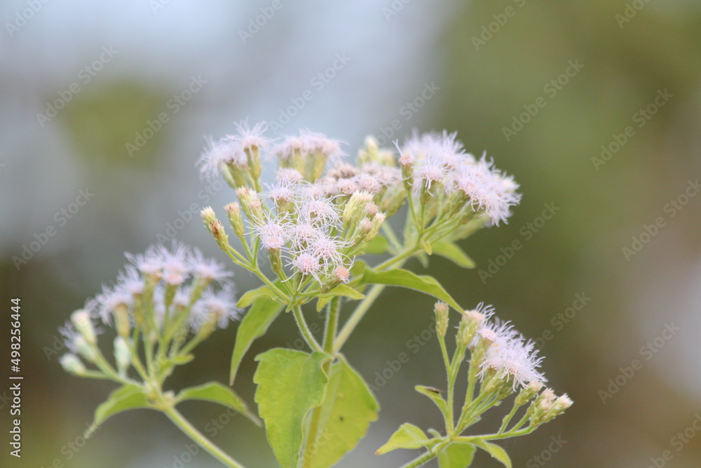 blooms blooms