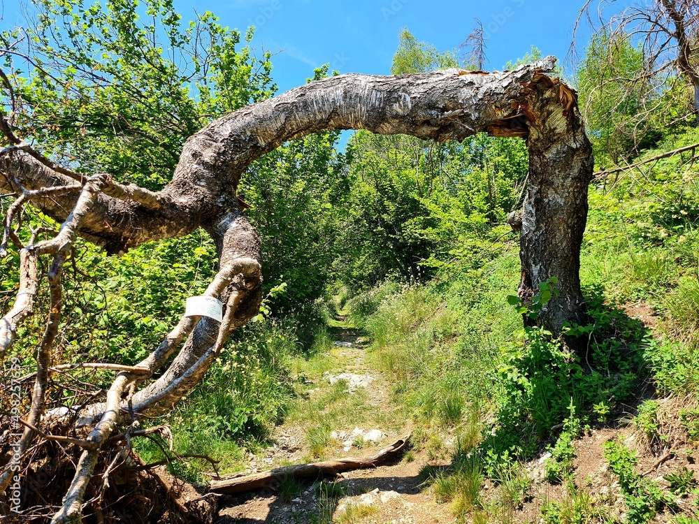 Fototapeta premium trunk or door?