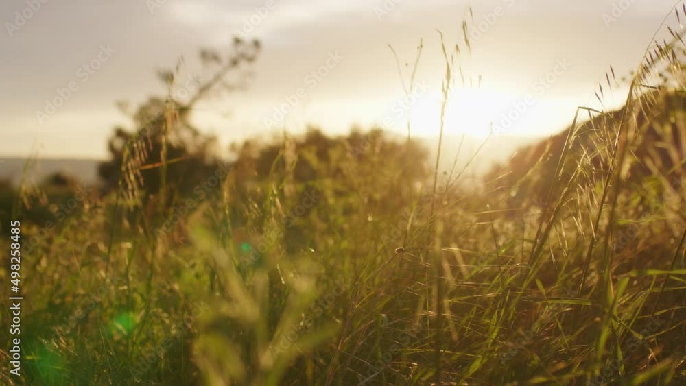 Natural field in Sicily at sunset in spring Natural field in Sicily at sunset in spring